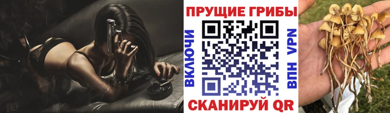 Галлюциногенные грибы прущие грибы  Венёв 